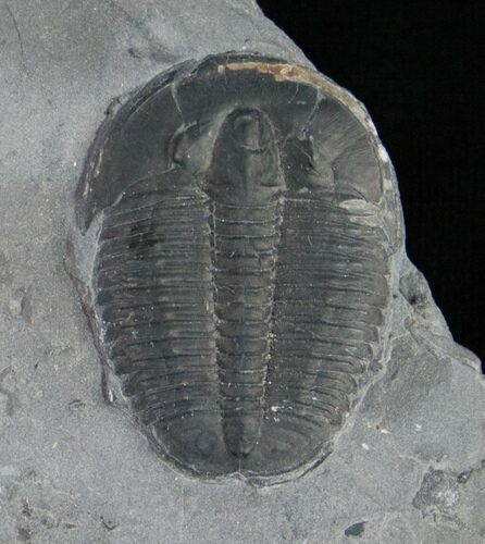 Elrathia Trilobite - Air Abrasive Cleaned #9178